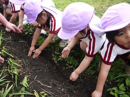 nenshohimawari1 20250519.JPG