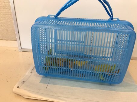 ゆり３　バッタ（虫かご）.jpg