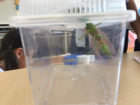 カマキリ１.jpg