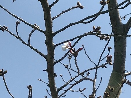 桜.jpg