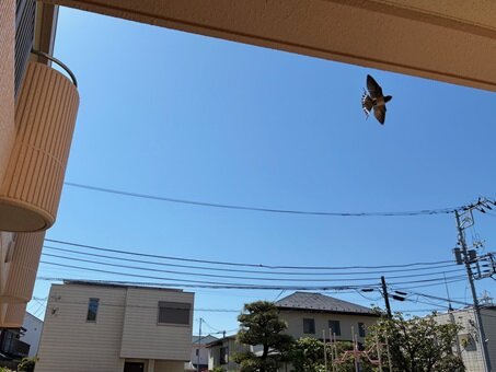 ツバメ2.jpg