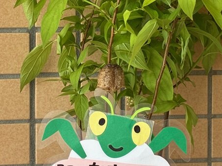 カマキリのたまご.jpg