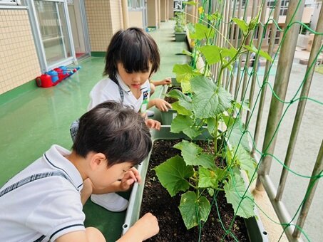 ばら 野菜の栽培 ジャミン.JPG