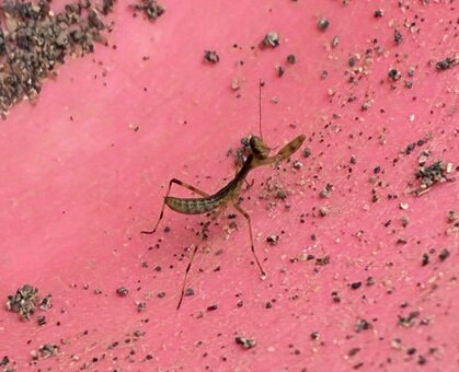 カマキリの赤ちゃん.jpg